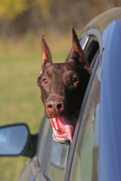 Hund steckt Kopf aus Autofenster — Stockfoto