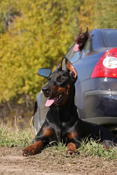 Två hundar framför bilen — Stockfoto