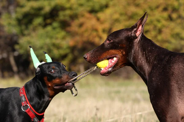 Cucciolo e cane maturo tirando un balsamo giallo — Foto Stock