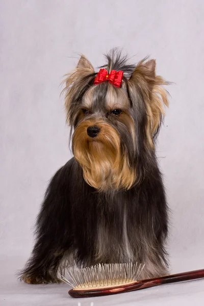 Yorkshire terrier Royalty Free Stock Photos