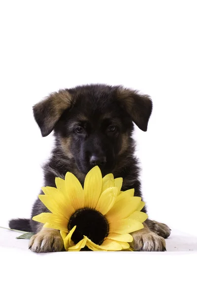 Puppy with sunflower — Stock Photo, Image