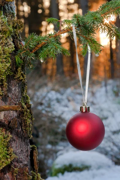 Bola de Navidad en el árbol en el bosque —  Fotos de Stock