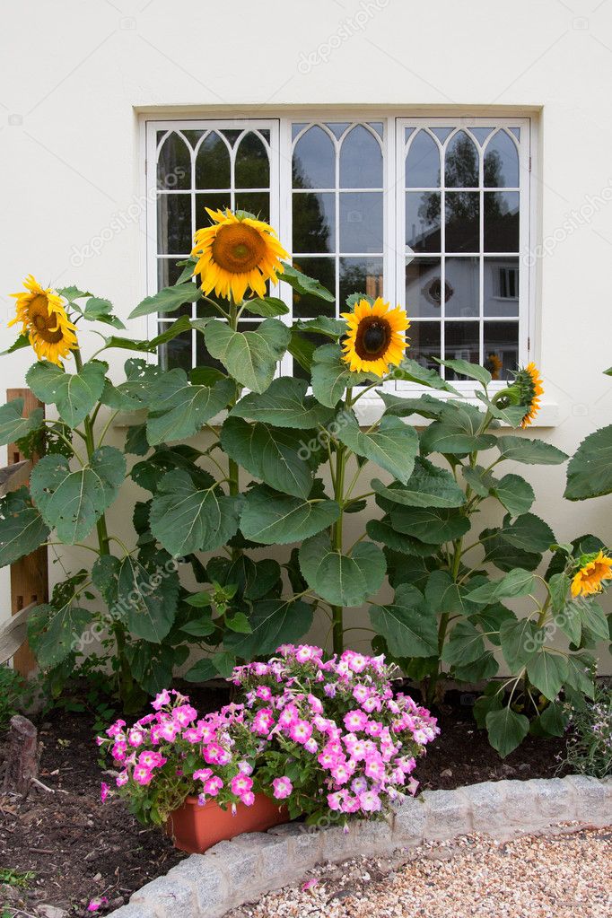 Row of sunflowers in front of the window outside house