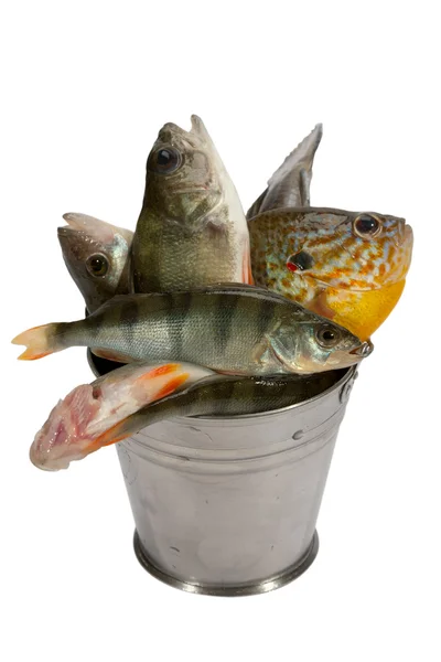 Lyckat fiske! — Stockfoto
