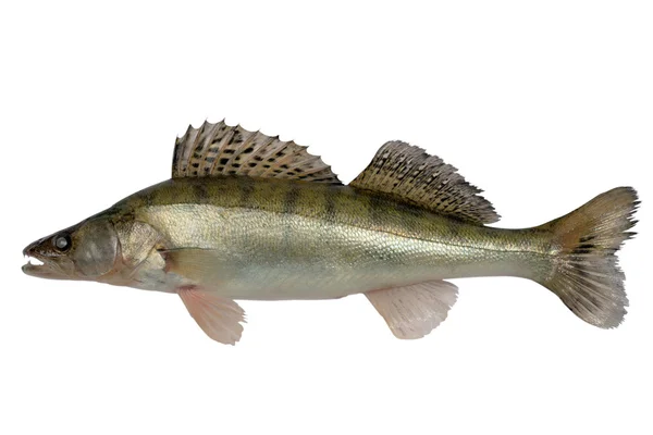 Pike perch Stock Picture