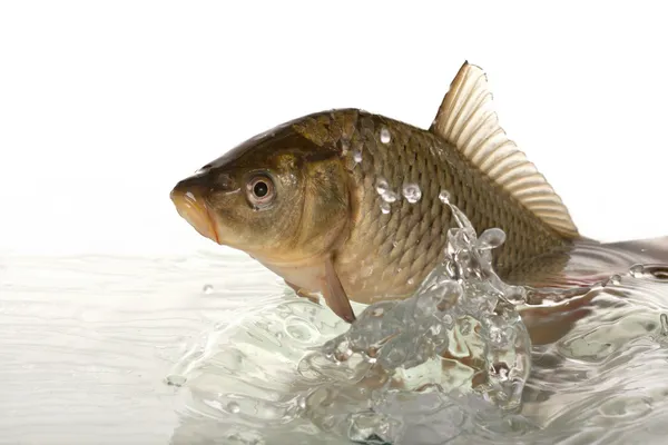 Big carp floats in transparent water. Stock Photo