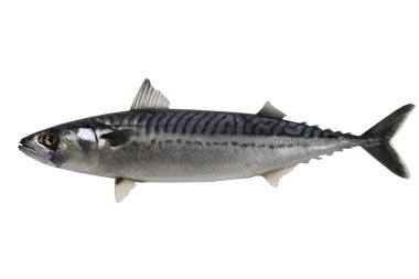 Trade sample large mackerel on a white background. clipart