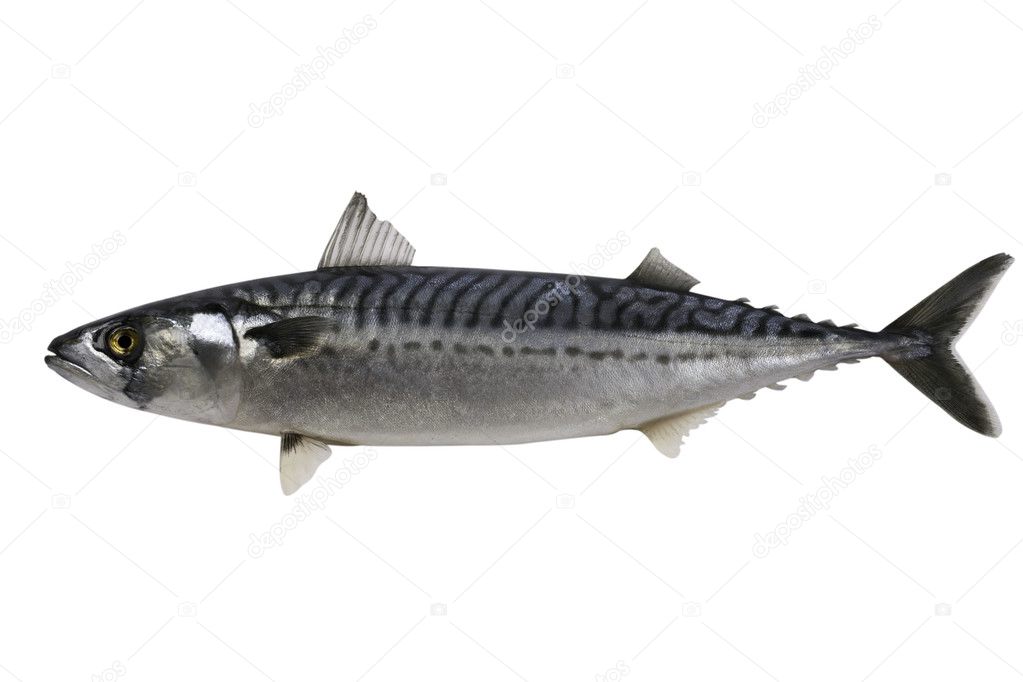 Trade sample large mackerel on a white background.