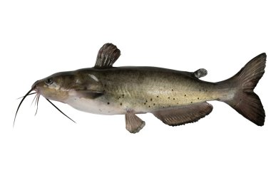Channel catfish clipart