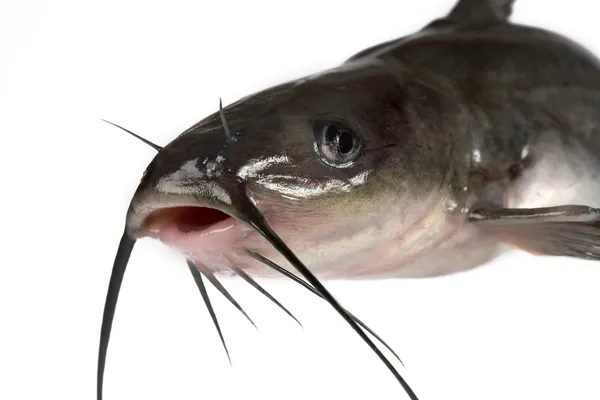 Channel catfish — Stock Photo, Image