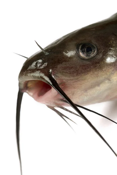 Kanál Sumec Izolovaných Bílém Pozadí Tradičně Americký Druh Ryby — Stock fotografie