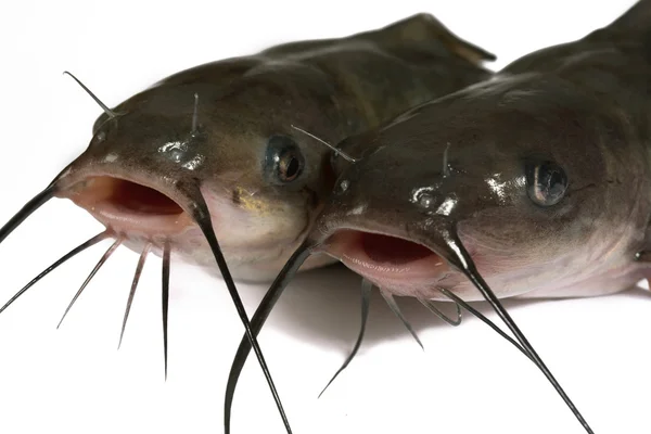 Channel Catfish Geïsoleerd Een Witte Achtergrond Traditioneel Amerikaanse Soort Een — Stockfoto