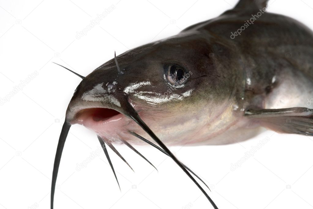 17,300+ Catfish Stock Photos, Pictures & Royalty-Free Images - iStock