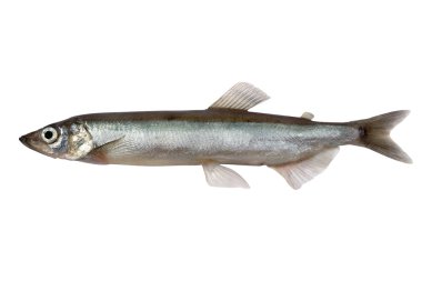 Capelin clipart