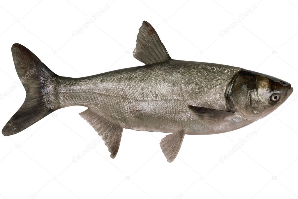 Fish silver carp,hypophthalmichthys molitrix, close-up isolated on white background