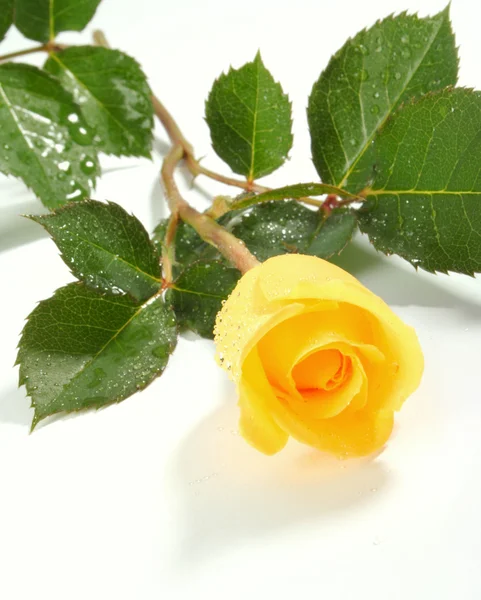 Gele roos op een wit vel een papier — Stockfoto