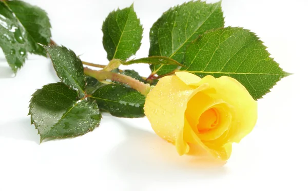Gele roos op een wit vel een papier — Stockfoto