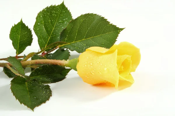 在一张白纸的一份文件上的黄玫瑰 — 图库照片
