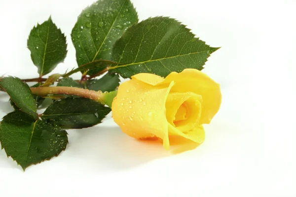 在一张白纸的一份文件上的黄玫瑰 — 图库照片