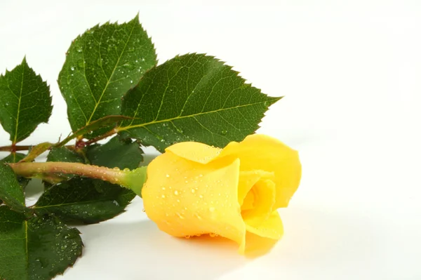 Rosa Amarilla Sobre Hoja Blanca Del Papel —  Fotos de Stock