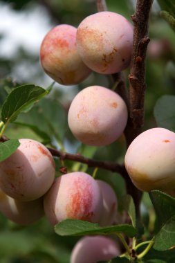 meyve Erik birçok vitamin ve mineral içerir.