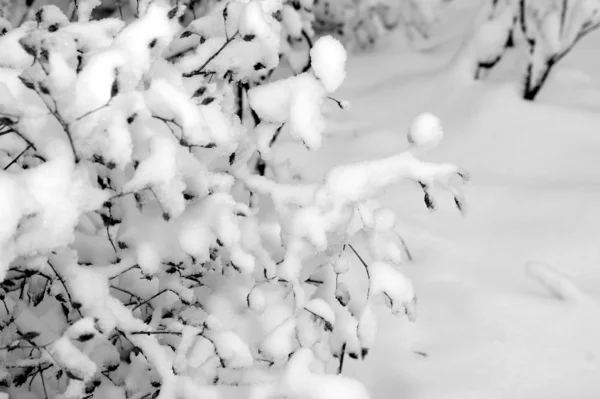 Winter etudes. — Stock Photo, Image