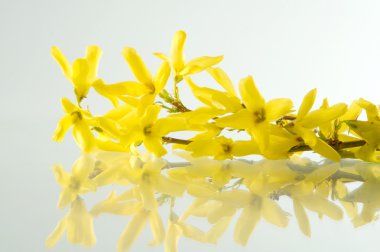 forsythias orada olduğunu peyzaj tasarımı için en iyi bahar bitki