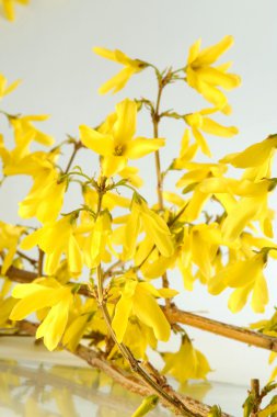 forsythias orada olduğunu peyzaj tasarımı için en iyi bahar bitki