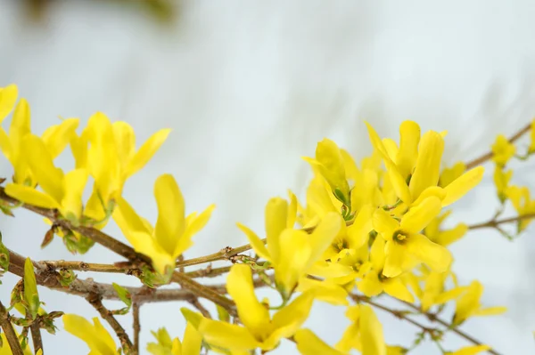 Forsythias Tam Jest Najlepsza Roślina Wiosna Dla Krajobrazu — Zdjęcie stockowe