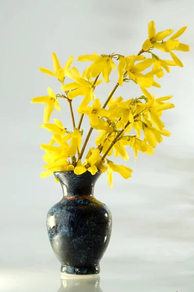 レンギョウそこはランドス ケープ デザインの最高の春の植物 — ストック写真