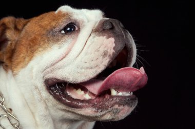 Bulldog.