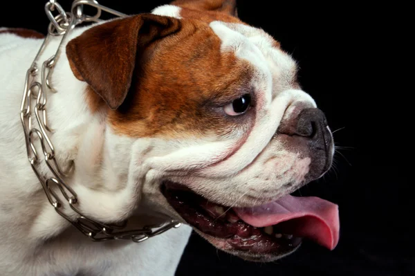 Bulldog. —  Fotos de Stock