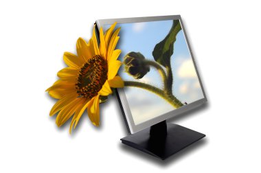 Sunflower clipart