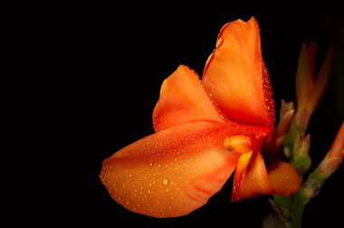 CANNA LIMBATA