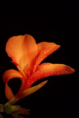 CANNA LIMBATA