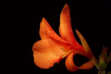 CANNA LIMBATA