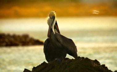 Caribbean sea. Pelicans sitting on a rock clipart