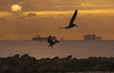 Flying pelicans looking for their pray clipart