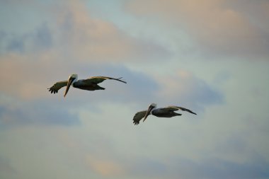 Pelicans looking for their pray clipart