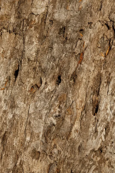 天然木の幹の樹皮を苦しめた — ストック写真