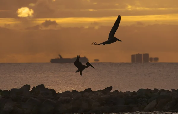 Pélicans volants à la recherche de leur prière — Photo