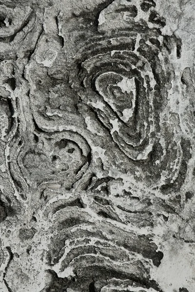 Corteza natural angustiada del tronco del árbol —  Fotos de Stock