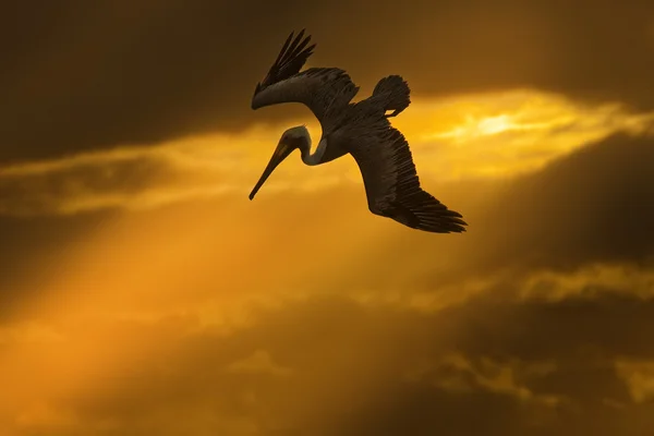 Onun dua için seyir pelikan uçan — Stok fotoğraf