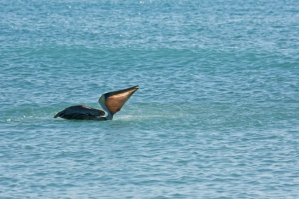 Pelikan schwimmt an sonnigem Tag — Stockfoto