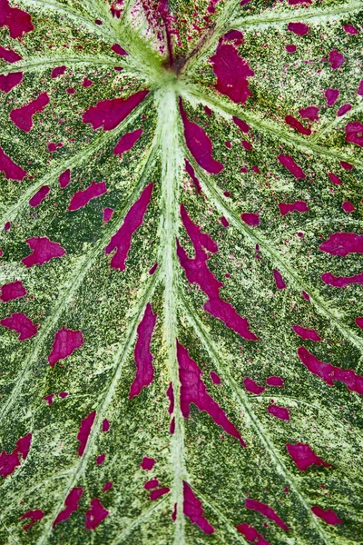 Alocasia. La plante avec de grandes feuilles vertes avec des taches rouges dessus — Photo