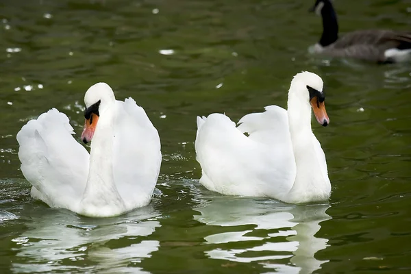 Swan couple — Stock Photo, Image