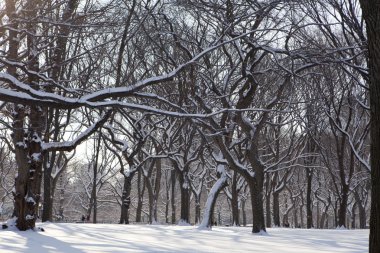 Central park, new york. güzel şehirde güzel park.