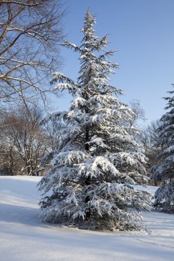 Central park, new york. güzel şehirde güzel park.