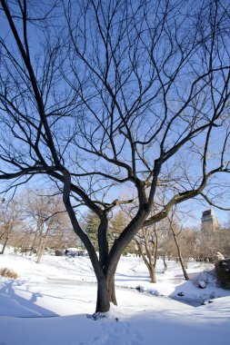 Central park, new york. güzel şehirde güzel park.