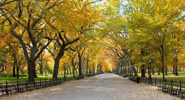 Central park, new york. vacker park i vackra stad. Stockbild